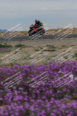media/Jan-14-2023-SoCal Trackdays (Sat) [[497694156f]]/Turn 14 Exit Bloomig (145pm)/